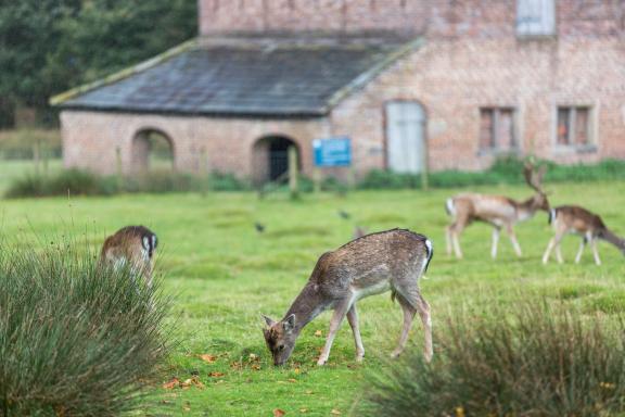 Deer grazing in a field in front of an 18th century deer barn at Dunham Massey. Photo credit: National Trust Images and Annapurna Mellor
