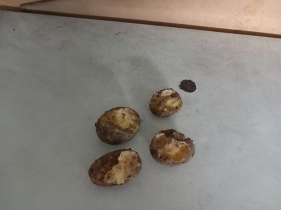 Potatoes gnawed by rats