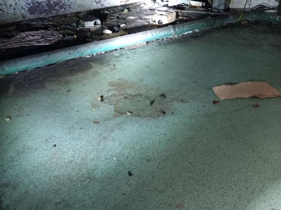 Rat droppings