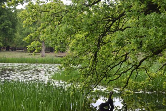 William Wroe Meadows