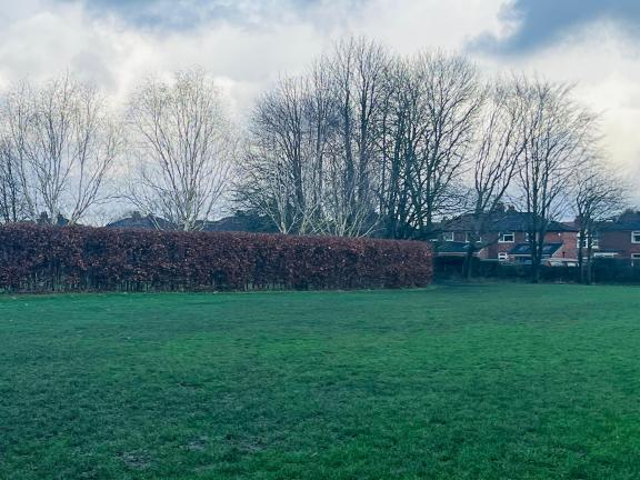 Maintained hedges, trees and shrubs at Woodheys Park