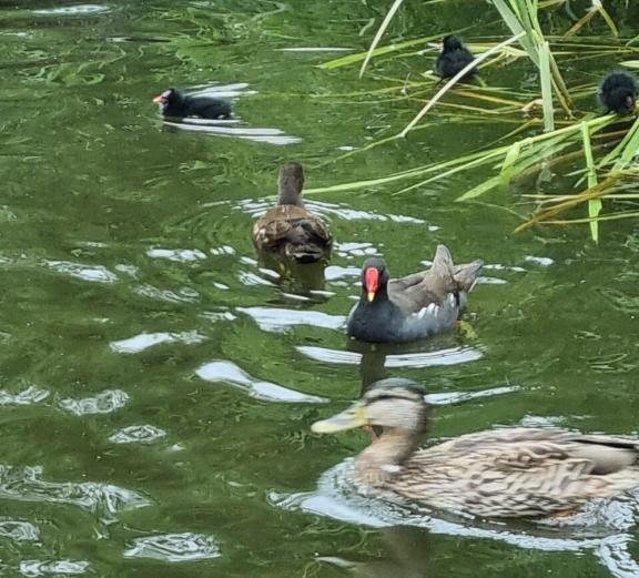 Moorhens and ducks 2