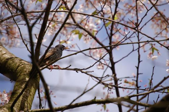 Starling perched on a tree branch among thin branches and soft pink blossoms, with a blurred sky in the background.
