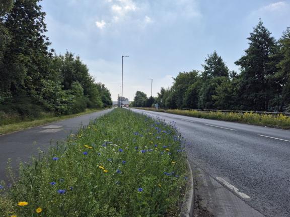 Trafford Park wildflowers 1