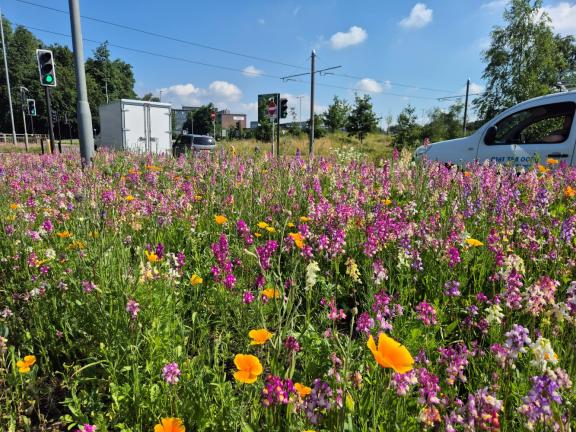 Trafford Park wildflowers 3