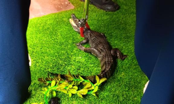 Lyle the caiman