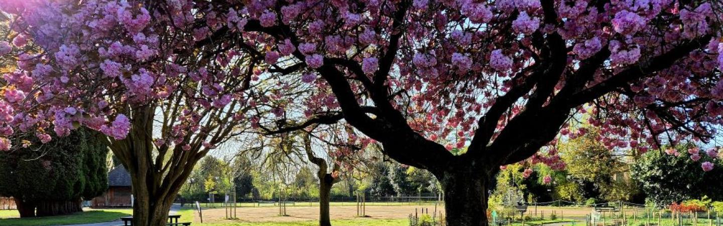 cherry blossom trees in park