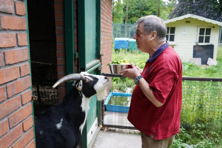Volunteer feeding a goat inside a Pets Corner enclosure 