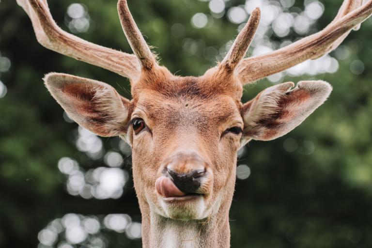 A deer at Dunham Massey with antlers winks and sticks out its tongue, standing in front of blurred green trees.