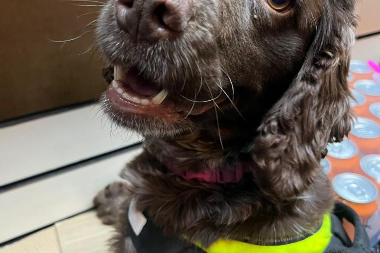 Dora the spaniel