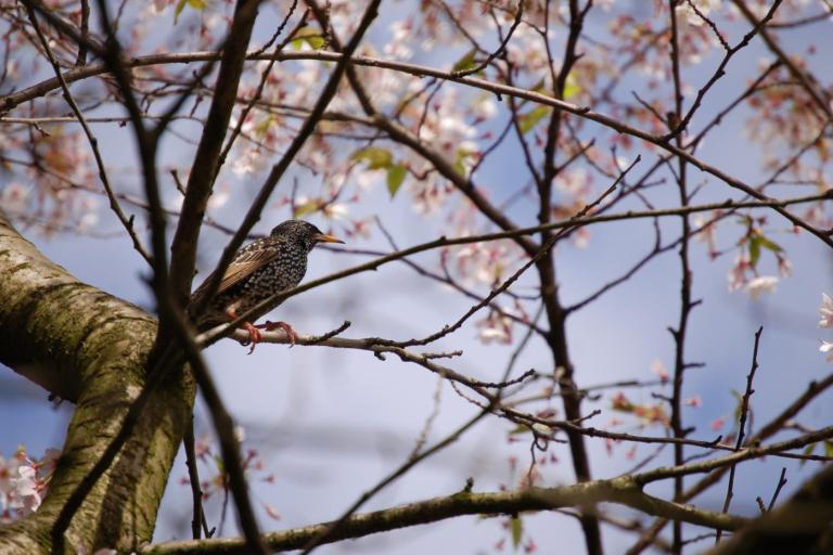 Starling perched on a tree branch among thin branches and soft pink blossoms, with a blurred sky in the background.