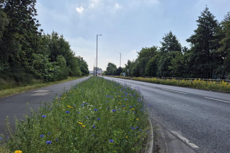 Trafford Park wildflowers 1