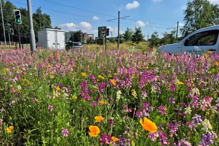 Trafford Park wildflowers 3