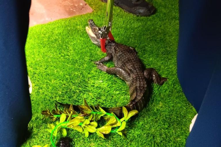 Lyle the caiman